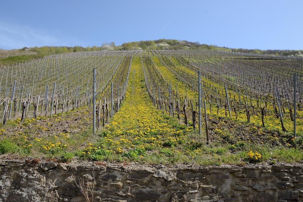 Appartamento Weingut Rosenbaum Briedel Esterno foto